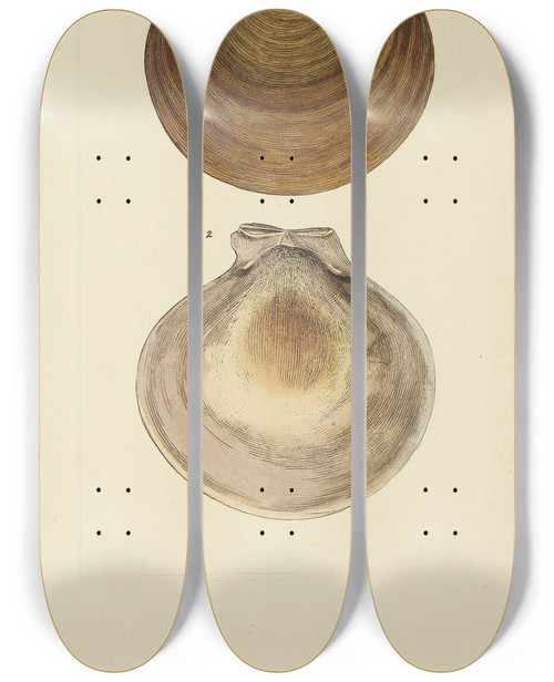Triptych art skateboard deck of James Sowerby The Mineral Conchology Of Great Britain Pl397 by James Sowerby (1757-1822)