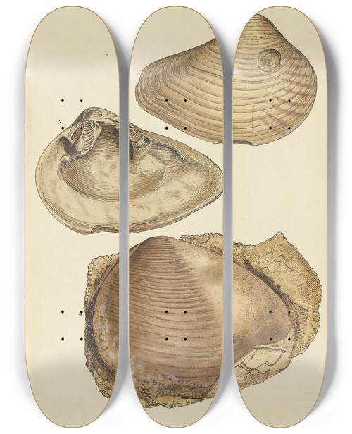 Triptych art skateboard deck of James Sowerby The Mineral Conchology Of Great Britain Pl400 by James Sowerby (1757-1822)