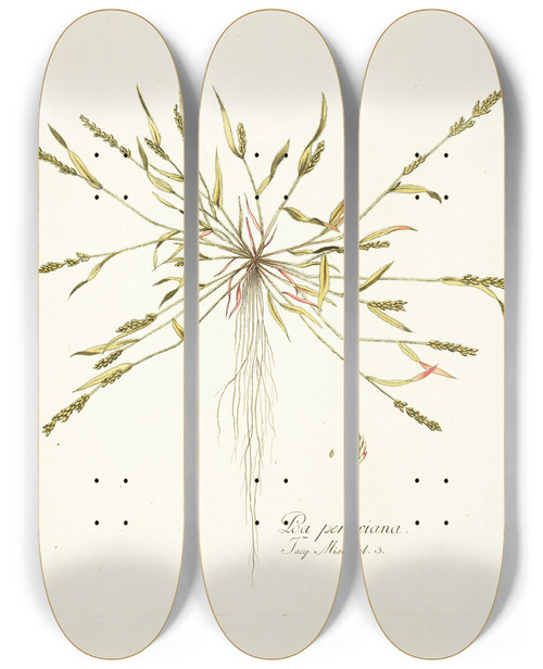 Triptych art skateboard deck of Nikolaus Joseph Freiherr Von Jacquin Poa Peruviana by Nikolaus Joseph Freiherr Von Jacquin (1727-1817)