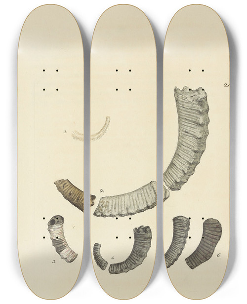 Triptych art skateboard deck of James Sowerby The Mineral Conchology Of Great Britain Pl408 by James Sowerby (1757-1822)