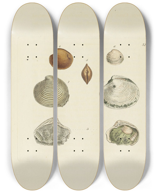 Triptych art skateboard deck of James Sowerby The Mineral Conchology Of Great Britain Pl306 by James Sowerby (1757-1822)
