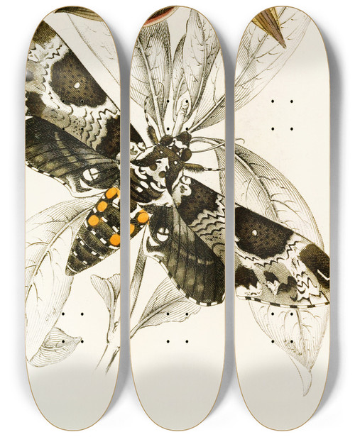 Triptych art skateboard deck of James Duncan Metopsilus Tersa Sphinx Chionanthi by James Duncan (1806-1881)