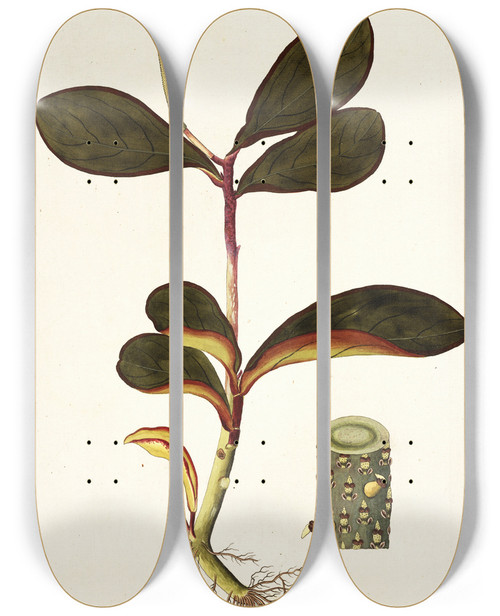 Triptych art skateboard deck of Nikolaus Joseph Freiherr Von Jacquin Piper Clusiaefolium by Nikolaus Joseph Freiherr Von Jacquin (1727-1817)