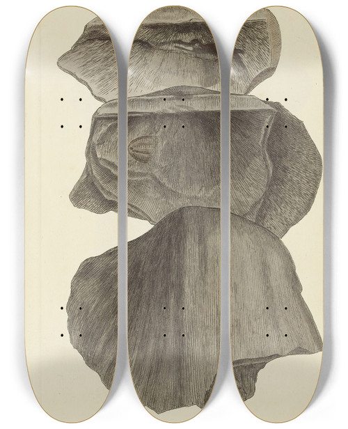 Triptych art skateboard deck of James Sowerby The Mineral Conchology Of Great Britain Pl219 by James Sowerby (1757-1822)