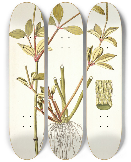 Triptych art skateboard deck of Nikolaus Joseph Freiherr Von Jacquin Piper Pereskiaefolium by Nikolaus Joseph Freiherr Von Jacquin (1727-1817)