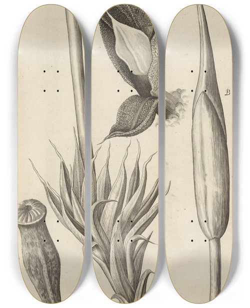 Triptych art skateboard deck of Robert Hooke Microscopic View Of Moss And Other Small Vegetative Substances by Robert Hooke (1635-1703)