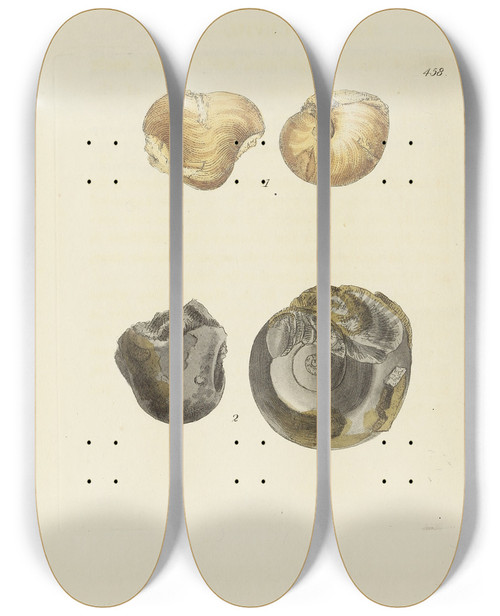 Triptych art skateboard deck of James Sowerby The Mineral Conchology Of Great Britain Pl539 by James Sowerby (1757-1822)