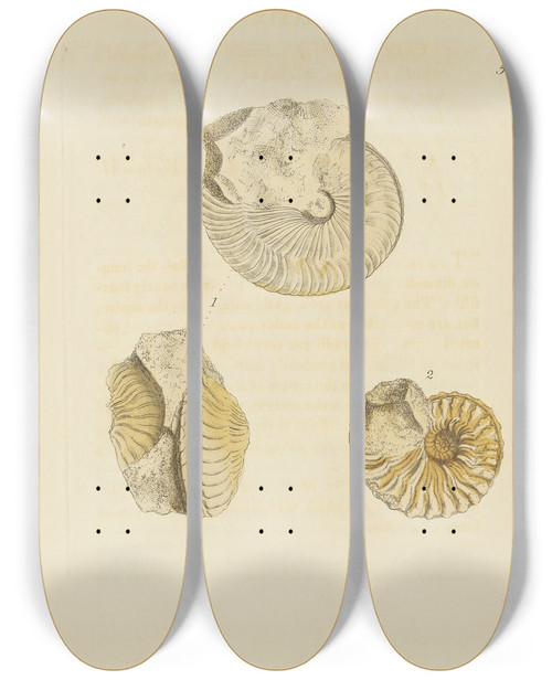Triptych art skateboard deck of James Sowerby The Mineral Conchology Of Great Britain Pl367 by James Sowerby (1757-1822)