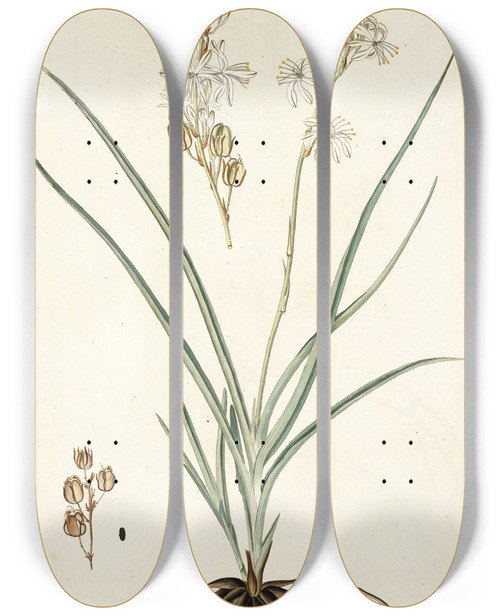 Triptych art skateboard deck of Nikolaus Joseph Freiherr Von Jacquin Anthericum Bipedunculatum by Nikolaus Joseph Freiherr Von Jacquin (1727-1817)