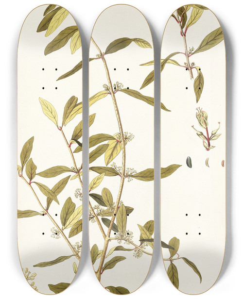 Triptych art skateboard deck of Nikolaus Joseph Freiherr Von Jacquin Myrica Segregata by Nikolaus Joseph Freiherr Von Jacquin (1727-1817)