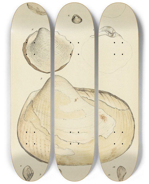 Triptych art skateboard deck of James Sowerby The Mineral Conchology Of Great Britain Pl401 by James Sowerby (1757-1822)