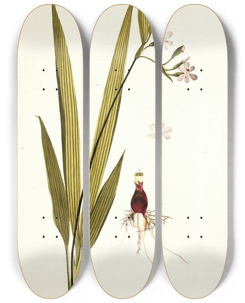 Triptych art skateboard deck of Nikolaus Joseph Freiherr Von Jacquin Moraea Palmifolia by Nikolaus Joseph Freiherr Von Jacquin (1727-1817)