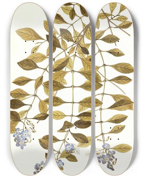 Triptych art skateboard deck of Nikolaus Joseph Freiherr Von Jacquin Duranta Plumieri by Nikolaus Joseph Freiherr Von Jacquin (1727-1817)