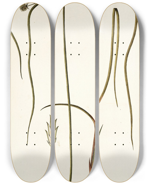 Triptych art skateboard deck of Nikolaus Joseph Freiherr Von Jacquin Cyperus Viscosus by Nikolaus Joseph Freiherr Von Jacquin (1727-1817)