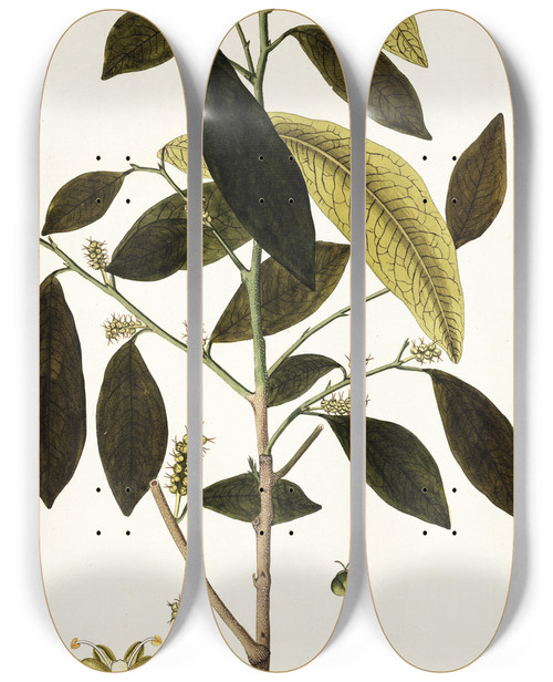 Triptych art skateboard deck of Nikolaus Joseph Freiherr Von Jacquin Morus Mauritiana by Nikolaus Joseph Freiherr Von Jacquin (1727-1817)