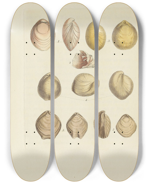 Triptych art skateboard deck of James Sowerby The Mineral Conchology Of Great Britain Pl517 by James Sowerby (1757-1822)