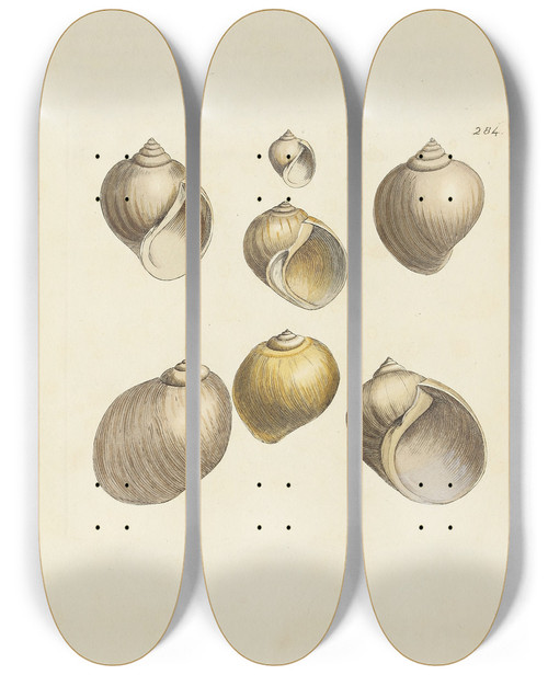 Triptych art skateboard deck of James Sowerby The Mineral Conchology Of Great Britain Pl470 by James Sowerby (1757-1822)