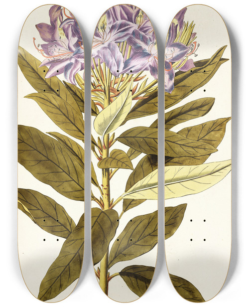Triptych art skateboard deck of Nikolaus Joseph Freiherr Von Jacquin Rhododendron Ponticum by Nikolaus Joseph Freiherr Von Jacquin (1727-1817)
