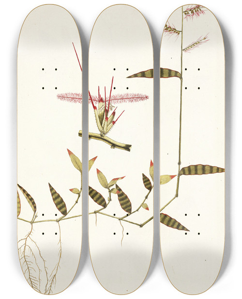 Triptych art skateboard deck of Nikolaus Joseph Freiherr Von Jacquin Andropogon Undatus by Nikolaus Joseph Freiherr Von Jacquin (1727-1817)