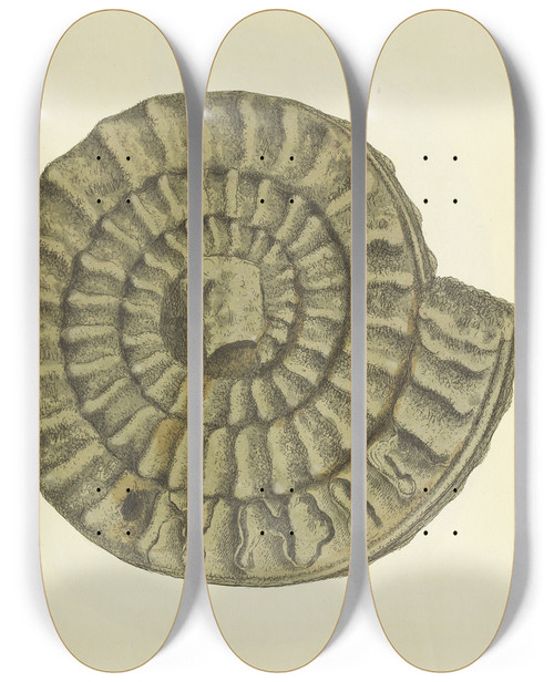Triptych art skateboard deck of James Sowerby The Mineral Conchology Of Great Britain Pl535 by James Sowerby (1757-1822)