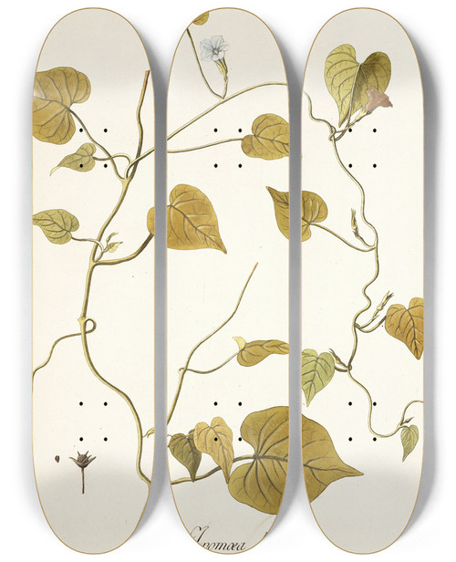 Triptych art skateboard deck of Nikolaus Joseph Freiherr Von Jacquin Ipomoea Leucantha by Nikolaus Joseph Freiherr Von Jacquin (1727-1817)