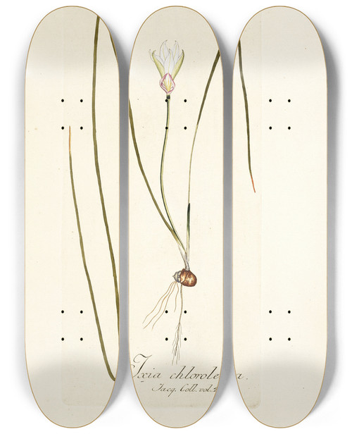 Triptych art skateboard deck of Nikolaus Joseph Freiherr Von Jacquin Ixia Chloroleuca by Nikolaus Joseph Freiherr Von Jacquin (1727-1817)