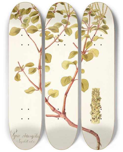 Triptych art skateboard deck of Nikolaus Joseph Freiherr Von Jacquin Piper Obtusifolium by Nikolaus Joseph Freiherr Von Jacquin (1727-1817)