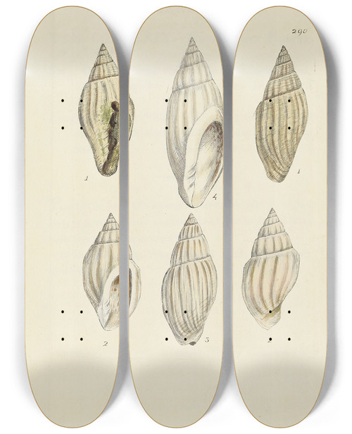 Triptych art skateboard deck of James Sowerby The Mineral Conchology Of Great Britain Pl476 by James Sowerby (1757-1822)