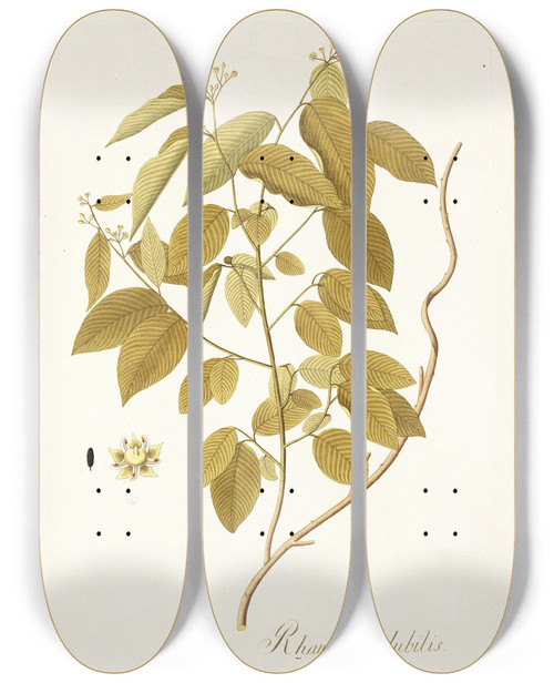 Triptych art skateboard deck of Nikolaus Joseph Freiherr Von Jacquin Rhamnus Volubilis by Nikolaus Joseph Freiherr Von Jacquin (1727-1817)