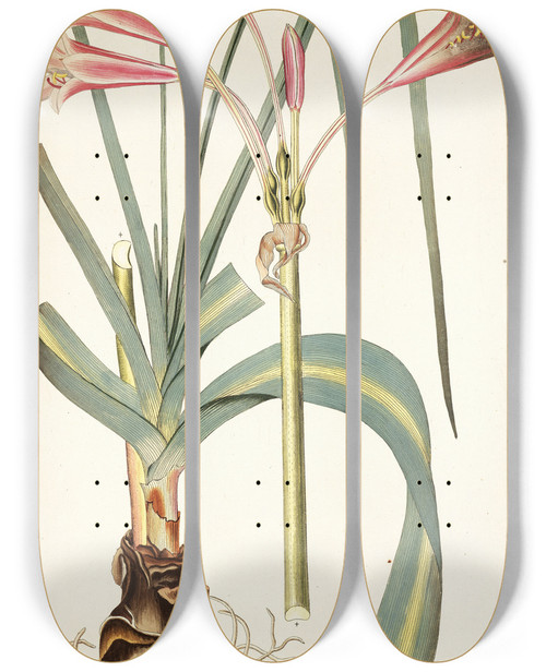 Triptych art skateboard deck of Nikolaus Joseph Freiherr Von Jacquin Amaryllis Longifolia by Nikolaus Joseph Freiherr Von Jacquin (1727-1817)