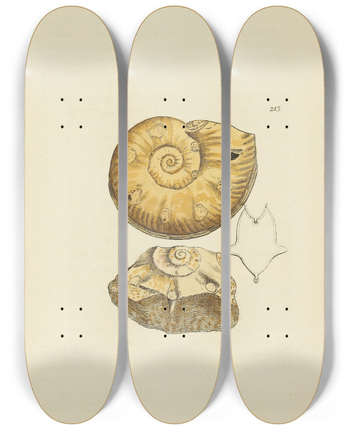 Triptych art skateboard deck of James Sowerby The Mineral Conchology Of Great Britain Pl405 by James Sowerby (1757-1822)