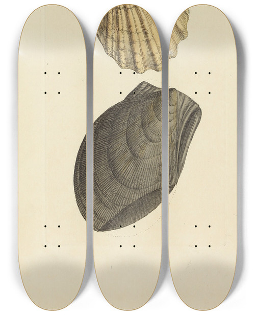 Triptych art skateboard deck of James Sowerby The Mineral Conchology Of Great Britain Pl406 by James Sowerby (1757-1822)