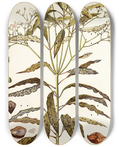 Triptych art skateboard deck of Nikolaus Joseph Freiherr Von Jacquin Ochrosia Maculata by Nikolaus Joseph Freiherr Von Jacquin (1727-1817)