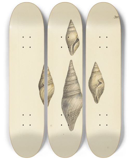 Triptych art skateboard deck of James Sowerby The Mineral Conchology Of Great Britain Pl271 by James Sowerby (1757-1822)