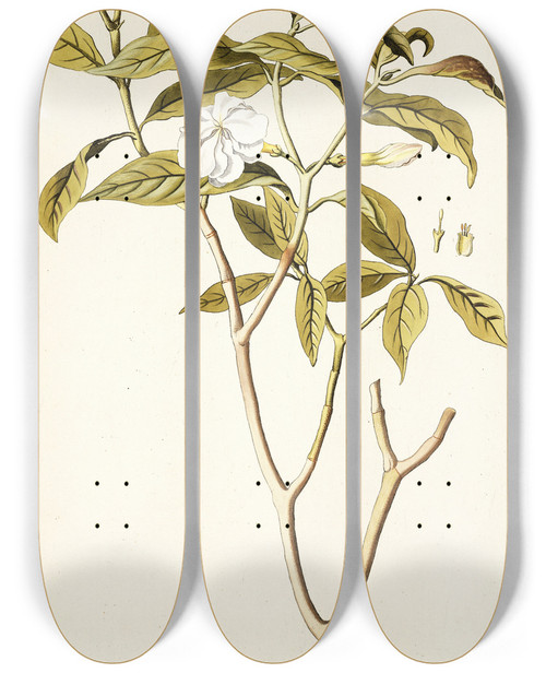 Triptych art skateboard deck of Nikolaus Joseph Freiherr Von Jacquin Nerium Coronarium by Nikolaus Joseph Freiherr Von Jacquin (1727-1817)
