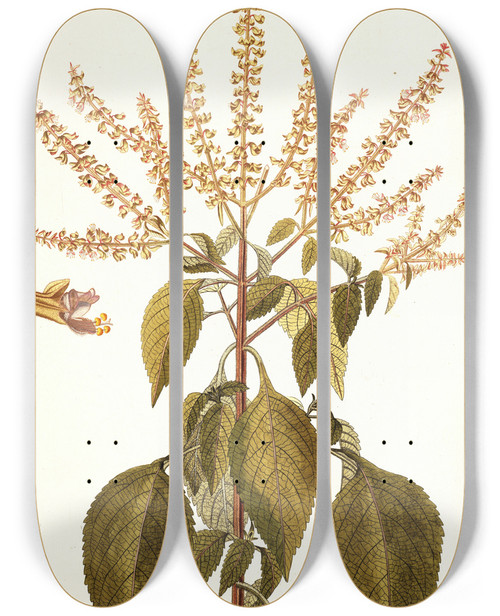 Triptych art skateboard deck of Nikolaus Joseph Freiherr Von Jacquin Ocymum Gratissimum by Nikolaus Joseph Freiherr Von Jacquin (1727-1817)