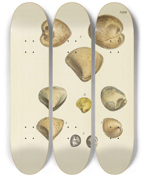 Triptych art skateboard deck of James Sowerby The Mineral Conchology Of Great Britain Pl480 by James Sowerby (1757-1822)