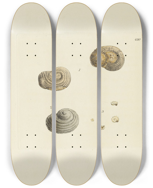 Triptych art skateboard deck of James Sowerby The Mineral Conchology Of Great Britain Pl532 by James Sowerby (1757-1822)