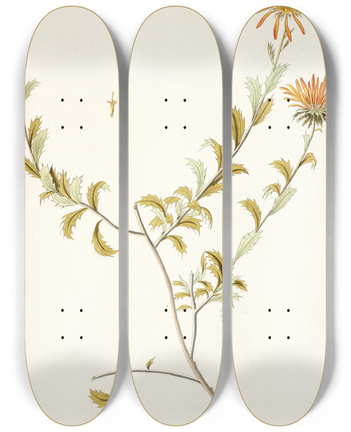 Triptych art skateboard deck of Nikolaus Joseph Freiherr Von Jacquin Gorteria Asteroides by Nikolaus Joseph Freiherr Von Jacquin (1727-1817)