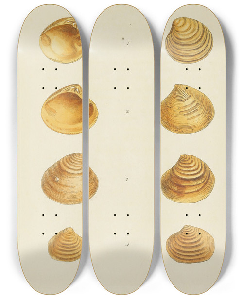 Triptych art skateboard deck of James Sowerby The Mineral Conchology Of Great Britain Pl309 by James Sowerby (1757-1822)