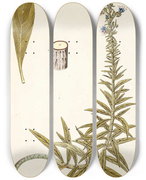 Triptych art skateboard deck of Nikolaus Joseph Freiherr Von Jacquin Echium Candicans by Nikolaus Joseph Freiherr Von Jacquin (1727-1817)