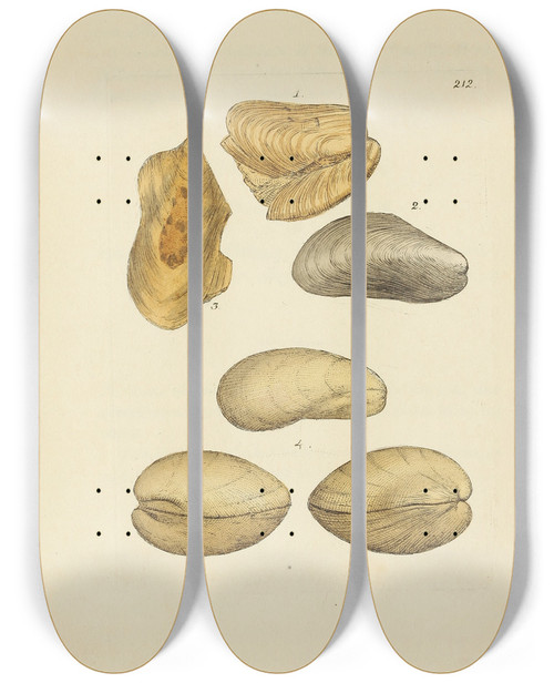 Triptych art skateboard deck of James Sowerby The Mineral Conchology Of Great Britain Pl404 by James Sowerby (1757-1822)