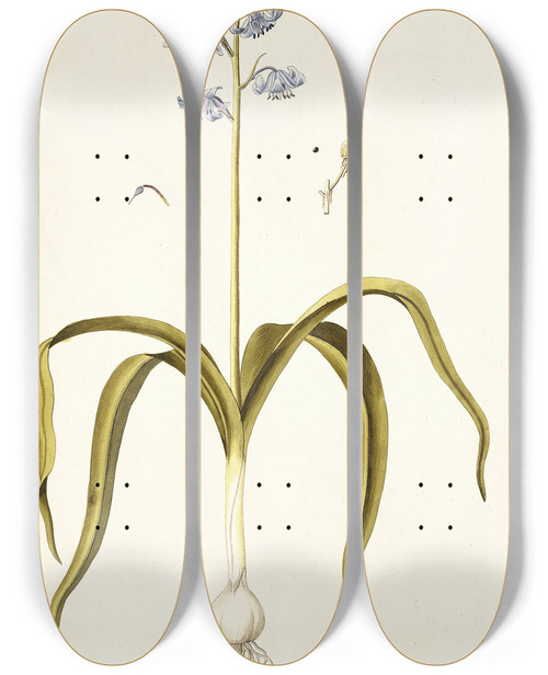 Triptych art skateboard deck of Nikolaus Joseph Freiherr Von Jacquin Scilla Hyacinthoides by Nikolaus Joseph Freiherr Von Jacquin (1727-1817)