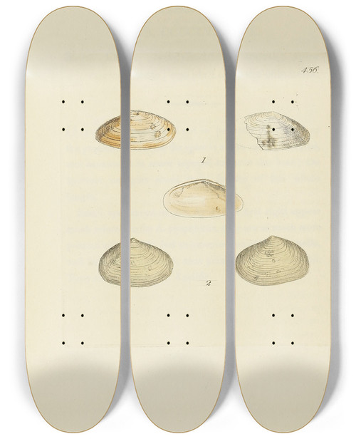 Triptych art skateboard deck of James Sowerby The Mineral Conchology Of Great Britain Pl537 by James Sowerby (1757-1822)