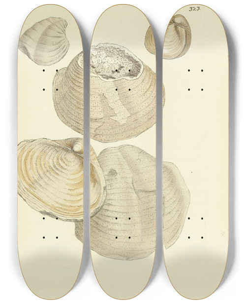 Triptych art skateboard deck of James Sowerby The Mineral Conchology Of Great Britain Pl213 by James Sowerby (1757-1822)