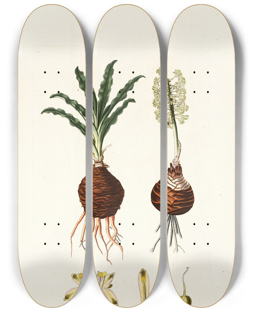 Triptych art skateboard deck of Nikolaus Joseph Freiherr Von Jacquin Drimia Undulata by Nikolaus Joseph Freiherr Von Jacquin (1727-1817)