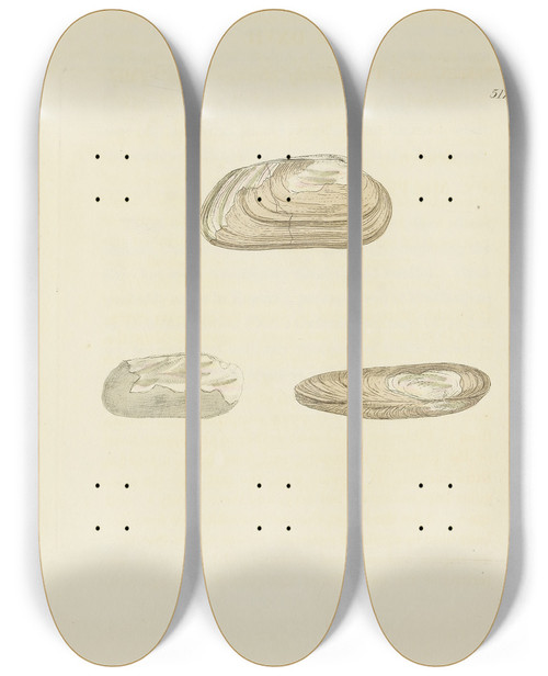 Triptych art skateboard deck of James Sowerby The Mineral Conchology Of Great Britain Pl305 by James Sowerby (1757-1822)