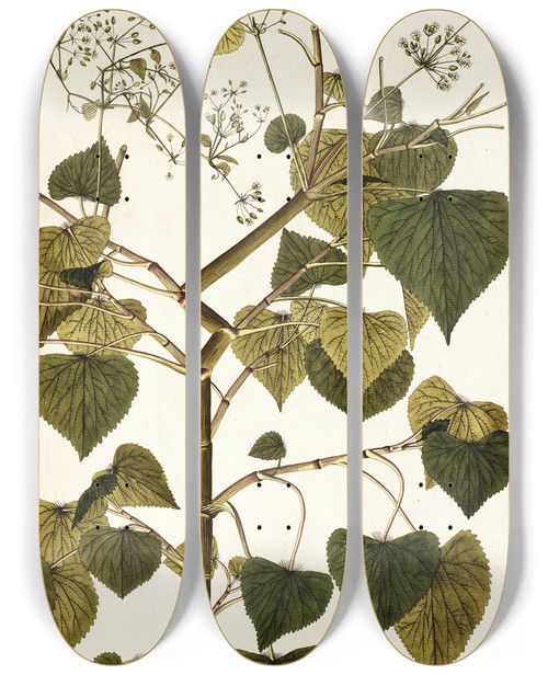 Triptych art skateboard deck of Nikolaus Joseph Freiherr Von Jacquin Spananthe Paniculata by Nikolaus Joseph Freiherr Von Jacquin (1727-1817)