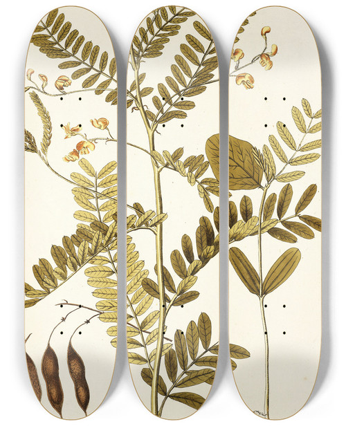 Triptych art skateboard deck of Nikolaus Joseph Freiherr Von Jacquin Robinia Vesicaria by Nikolaus Joseph Freiherr Von Jacquin (1727-1817)