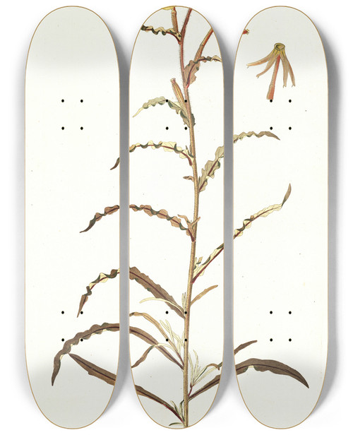 Triptych art skateboard deck of Nikolaus Joseph Freiherr Von Jacquin Oenothera Odorata by Nikolaus Joseph Freiherr Von Jacquin (1727-1817)